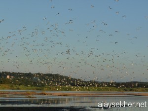 gulls.kutipuram5oct12 015