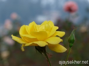 sherrif.ooty 018