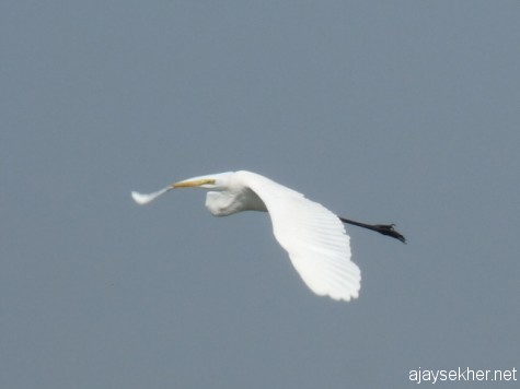The art of flying: An egret gliding along the boat on the way to Fort Kochi for the Biennale.