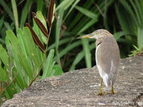 An organic vigil: A diligent Pond Heron at the Black Beach, Varkala.