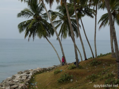 Coconut palm groves at the edge of the laterite cliff on the Varkala coast