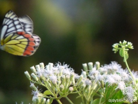 A Common Jezebel gliding away from the blossom at Kutipuram. 5 Jan 2013