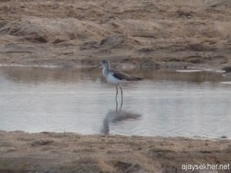 A solitary Marsh Sandpiper in Nila at dusk. Kutipuram, 5 Jan 2013.