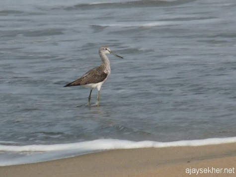 A Green Shank at Puthiyam beach, between Vallikunnu and Kadalundy. 6 Jan 2013.