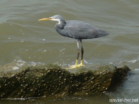 A Western Reef Egret by the wave breaker at the mouth of the Chaliyar.  Pacific Reef Egrets were also seen but could not shoot as I was riding.