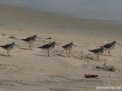 A group of Terek Sandpipers at Chaliyam beach, 6 Jan 2013.