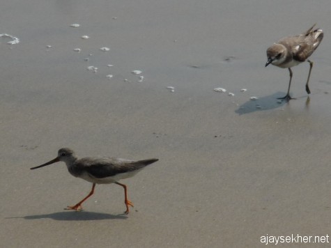 Terek Sandpiper and Sand Plover at Chaliyam, 6 Jan 2013.
