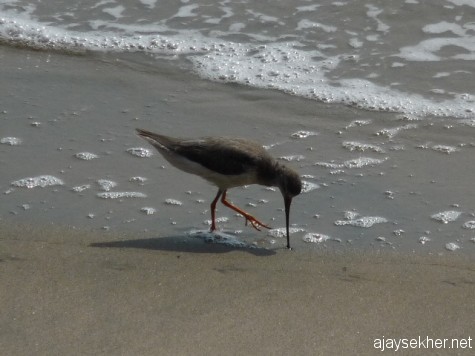 Terek Sandpiper feeding crustaceans with its long slightly upward curved bill at Chaliyam beach.
