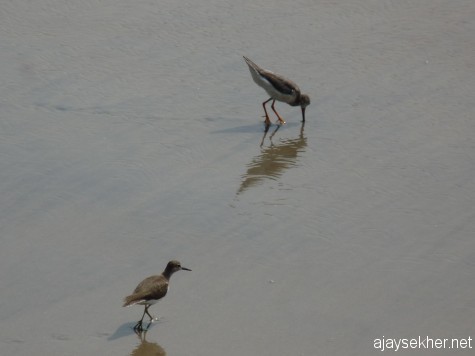 Common Sandpiper and Terek Sandpiper (upper right) at Chaliyam.  Common Sandpipers have become extremely uncommon this winter on the Malabar coast.