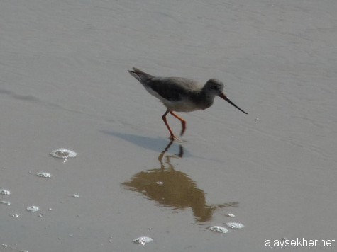 Tereck Sandpiper at Chaliyam beach, Calicut. 6 Jan 2013.