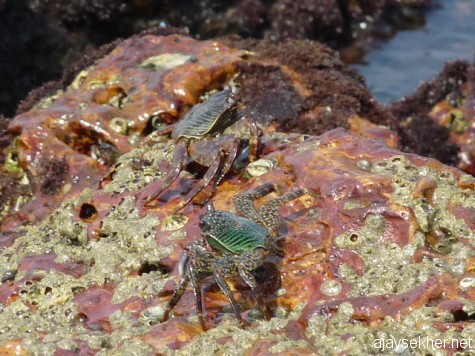 Marine crabs at Kadalundy river mouth.
