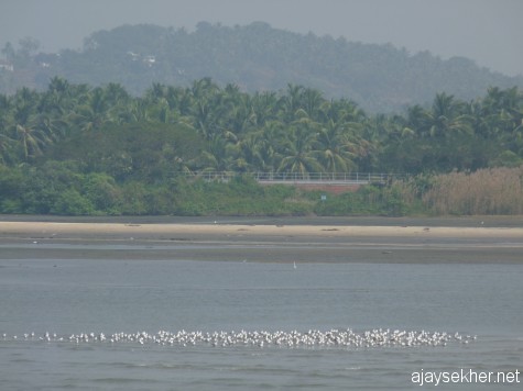 Gulls in Kadalundy community reserve. 6 Jan 2013. Mostly small gulls including black and brown headed ones. Vijesh says that their numbers have drastically declined. A view from the road bridge.