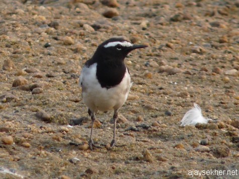 A Large Pied Wagtail/ White-browed Wagtail in the NIla at Kutipuram, 7 jan 2013.