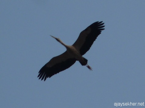 A soaring Open-bill Stork above Perar at Kutipuram. 7 Jan 2013