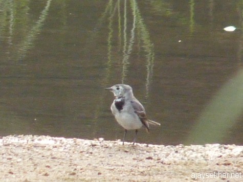 A White Wagtail in the Nila at Kutipuram, 7 jan 2013