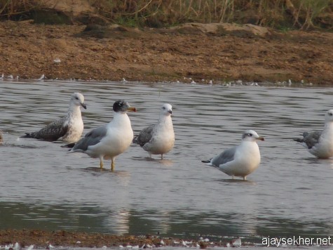 Big Gulls at Kutipuram, mostly Pallas' Gulls and Heuglin Gulls. Note the black hood of Pallas'. 7 Jan 2013