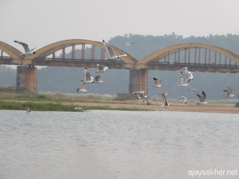 Big Gulls flying in Nila. Kutipuram bridge in the back ground. 7 Jan 2013