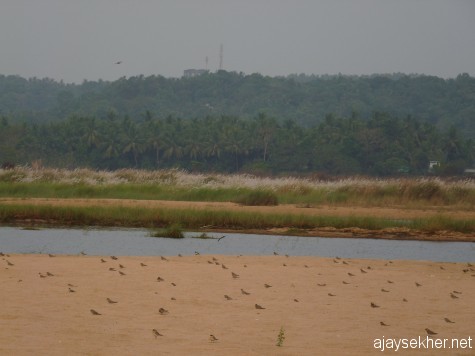 Pratincoles doting the sand bed in the Nila at Kutipuram, 7 jan 2013.
