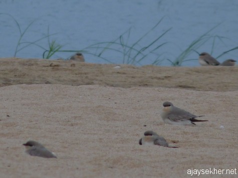 Small Pratincoles reclining on the sand beds of Nila or river Perar at Kutipuram. 7 Jan 2013