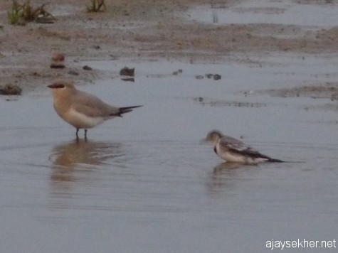Small Pratincole and White Wagtail having a dip in the river Perar at Kutipuram, 7 jan 2013.