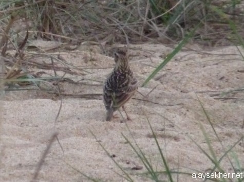 A Jerdon's Bush Lark on a sand bank in the Nila at Kutipuram. 7 Jan 2013