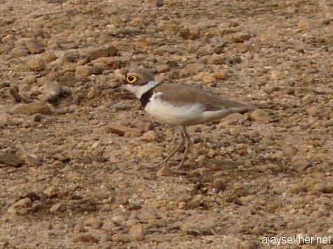A fast running Little Ringed Plover on the shingled banks of the Perar/Nila at Kutipuram on the morn of 8 jan 2013.