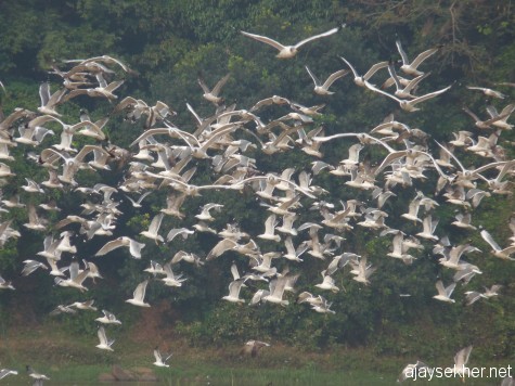 Big Gulls in flight in the NIla at Kutipuram, 8 Jan 2013.
