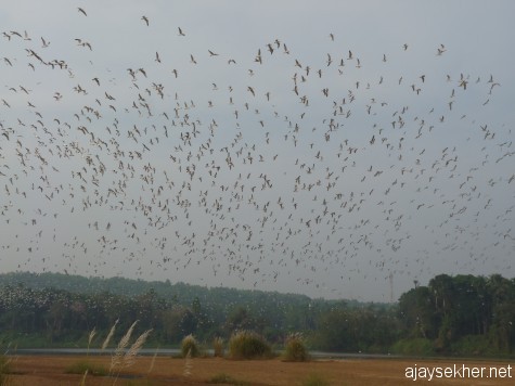 Around 3000 big gulls at Kutipuram in river Perar, 8 jan 2013.