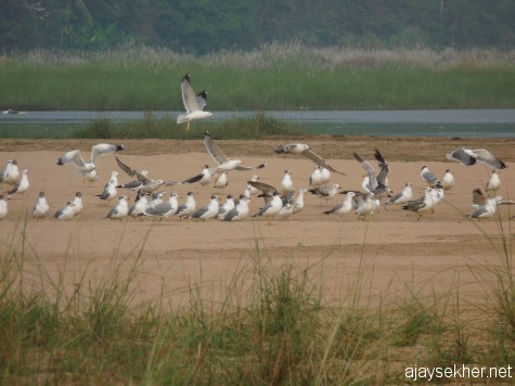 Heuglin and Pallas' Gulls in the Perar at Kutipuram, 8 jan 2013 morn. White headed ones are Heuglin Gulls. Black hooded ones are Pallas' Gulls.
