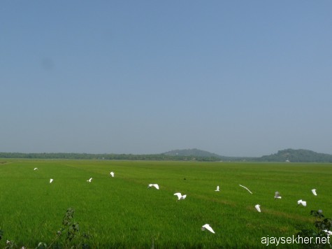 Cultivation and conservation:  Humans and nature co-exist in the Kol wetlands of Thrissur.