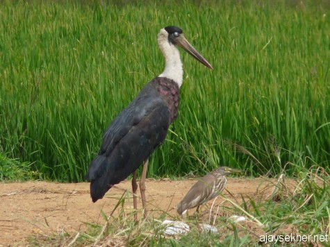 A White-necked Stork and a Pond Heron at Puzhakal Kol, 19 jan 2013.