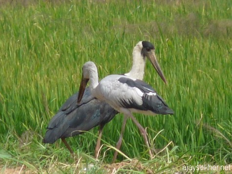 Open-bill Stork (foreground) and White-necked  Stork crossing at Puzhakal Kol, 19 jan 2013.