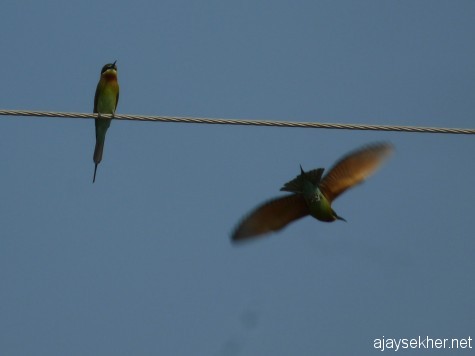 Blue-tailed Bee-eaters at Pullazhy Kol, 19 jan 2013.