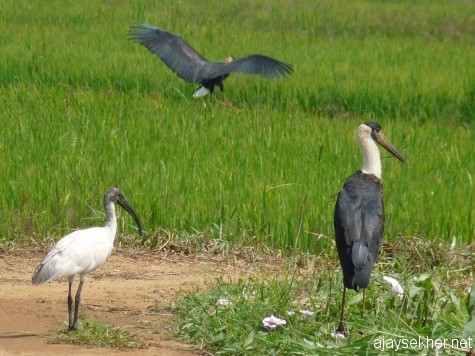A White Ibis and White-necked/Wooly-necked Storks at Puzhakal Kol, 19 jan 2013.