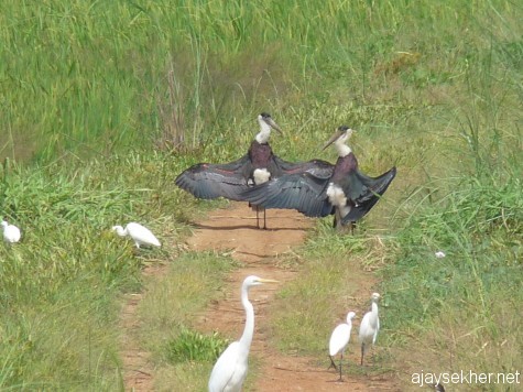 The enigmatic dance of Wooly-necked Storks amidst mixed Egrets at Adat Kol, 19 jan 2013 at noon.  Perhaps they are cooling themselves and preening!