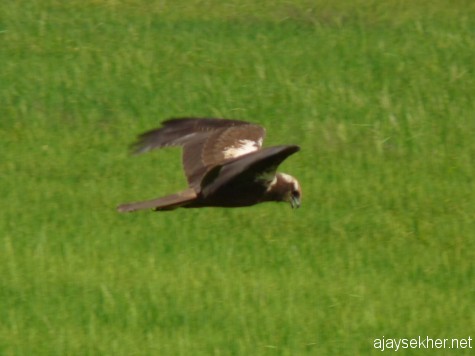 Eurasian Marsh Harrier scanning the field at Adat Kol, 19 jan 2013.  Also so a Pied Harrier at Pullazhy in the morning.