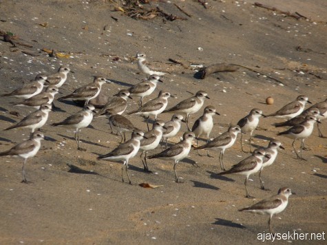 A group of Sand Plovers in Ponnani shore.  16 feb 2013