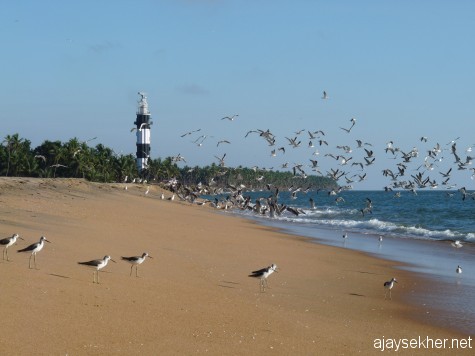 Green Shanks and big gulls at Ponnani beach.  The colonial light house in the back ground.  Ponnani was also one of the important ports after Muziris.  The Zamorins of Calicut made it their second capital as their naval chiefs Marakars were originally from here.