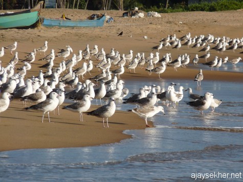 Wintering big gulls on Ponnani beach. 16 feb 2013