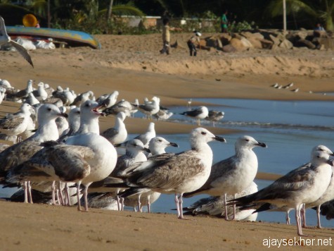 Big gulls including Heuglin and Yellow-legged Gulls (first and second wintering) at Ponnani beach. 16 feb 2013.