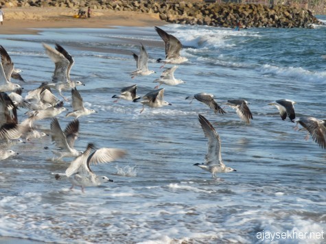 Big gulls in flight along the Ponnani coast.