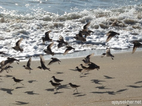 A migrant group of Sand Plovers landing on Ponnani coast, 16 feb 2013.