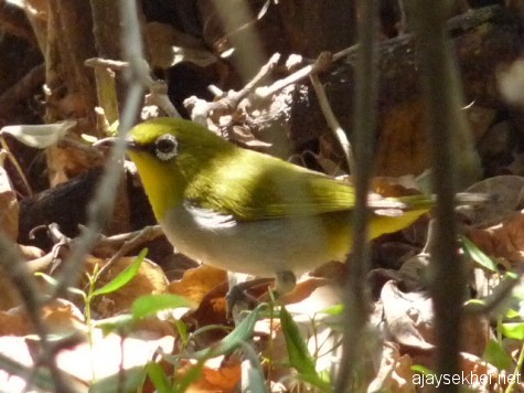 A White-eye near Gudalur, early March 2013.