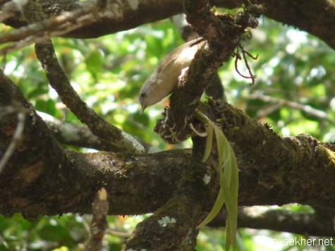 Brown-cheeked Fulvetta in a crisscrossed shola patch near the road between Gudalur and Naduvattam, early March 2013.
