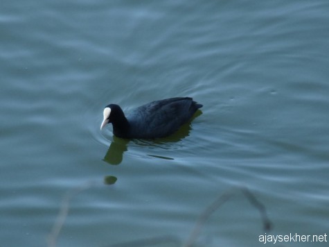 A Coot in Ooty lake, early March 2013.