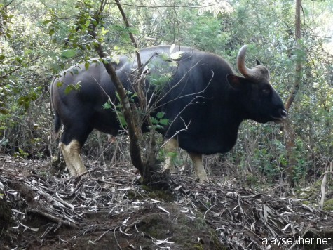 Indian Gaur bull just above the road near Dodabetta, Ooty, early march 2013.
