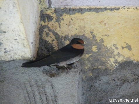 A Barn Swallow trying to nest inside a building under construction in Naduvattam, Nilgiris.
