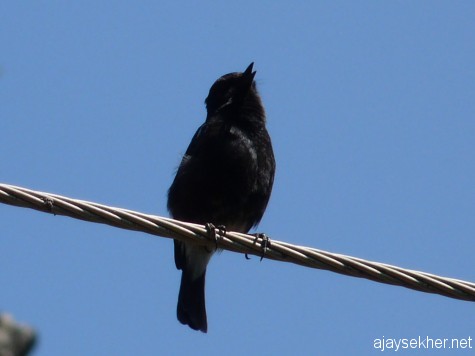 A Pied Bushchat singing in full throat near Longwood Shola, Kotagiri.