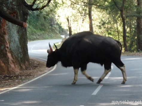 Indian Gaur crossing the Ooty-Kotagiri road near Dodabeta peak, early March 2013.