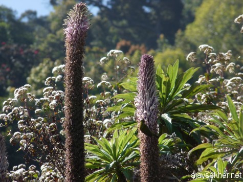 The unique flora and fauna in a roadside shola on the way to Kotagiri.